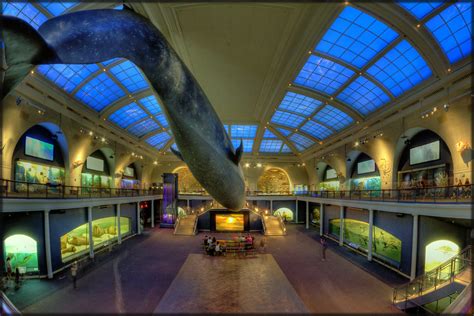 american museum  natural history  york milstein hall flickr