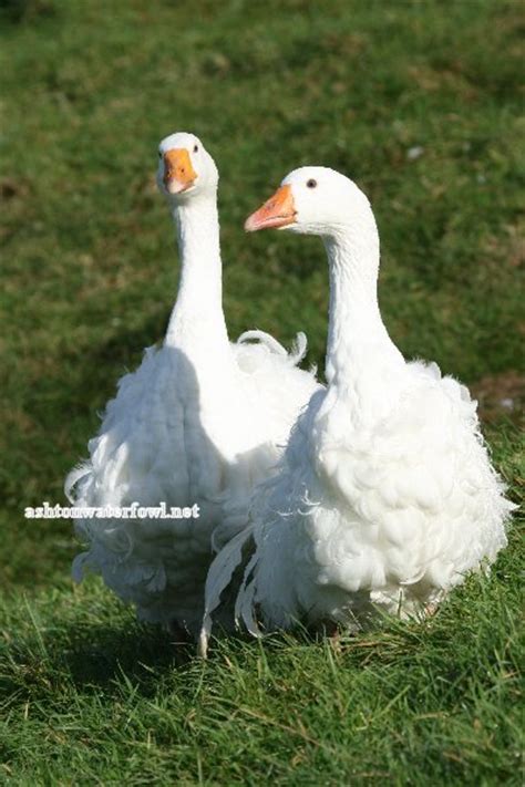 pictures of sebastopol geese breeding auto sexing goslings colours