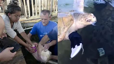 amputee sea turtle receives 3d printed prosthetic flipper