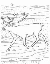 Caribou Coloriage Ausmalbilder 1559 Reindeer Peary Fargelegging Coloriages Supercoloring Ausmalbild Karibu Arctic Justcoloringbook Disimpan sketch template