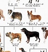 犬 系統図 に対する画像結果.サイズ: 97 x 105。ソース: dog.pelogoo.com