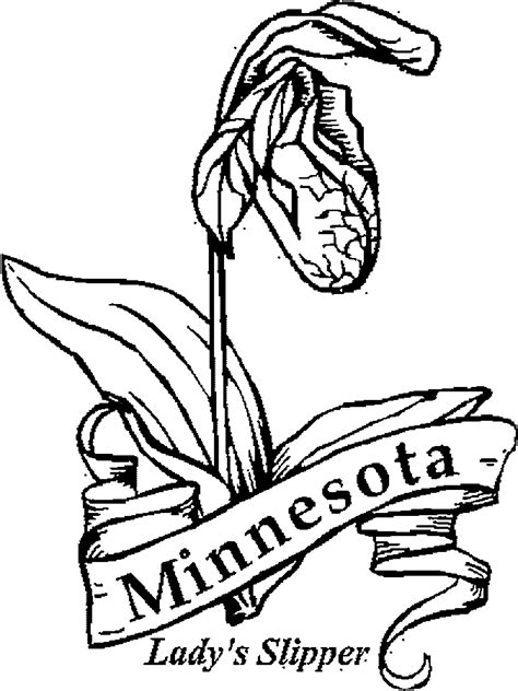 images  minnesota state flowers coloring pages google search