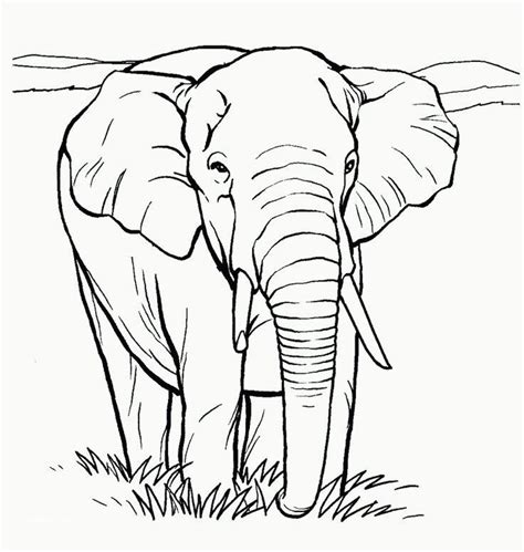 intricate elephant coloring pages easy elephant coloring pages ideas