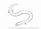 Caecilian Draw Step Drawing Amphibians Animals sketch template