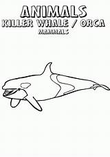 Whale Orca sketch template