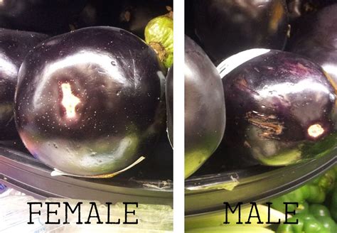 How To Select An Eggplant Male Vs Female Warm Kitchen