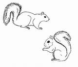Squirrel Coloring Squirrels Gray Grey Clipart Sheets Eastern Tattoo Drawing Print Cartoon Sketch Outline Pages Clip Drawings Easy Chuck Does sketch template
