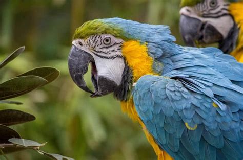 Top 10 Most Beautiful Parrots In The World The
