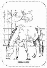 Cavalos Realistas Cavalo Realista Imprima sketch template
