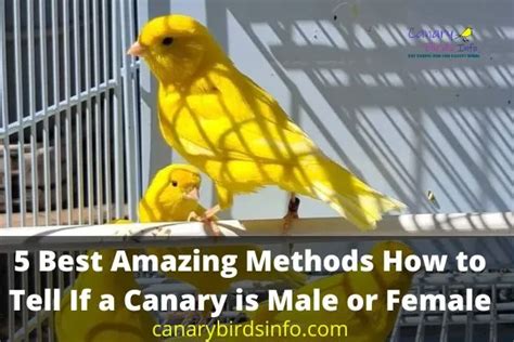 5 Best Amazing Methods How To Tell If A Canary Is Male Or Female