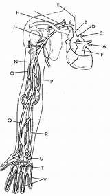 Arm Arteries Coloring Circulatory Shoulder Pages Artery Anatomy Humerus Template Bone Digital Color sketch template