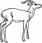 Coloring Antelope Impala Pages Printable Color Drawing Realistic Gazelles Getcolorings Kids Clipart Getdrawings Animals Categories sketch template