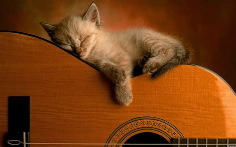 guitar kittens and guitar girl on pinterest