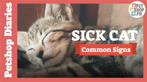 sick cat symptoms  common signs   cat  sick home remedies petshopph youtube