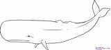 Whale Drawing Outline Whales Sperm Line Draw Coloring Clipart Blue Realistic Gray Simple Humpback Drawings Pencil Color Lessons Animals Paintingvalley sketch template