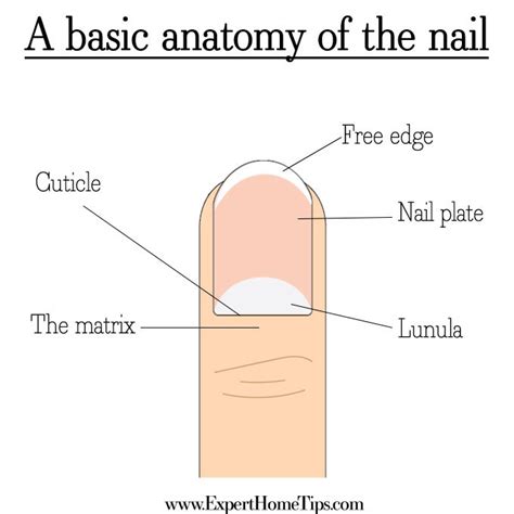 grow  nails faster    thought  expert home tips