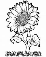 Sunflower Girassol Girasoles Sheets Coloringfolder Mandalas Pdfs sketch template