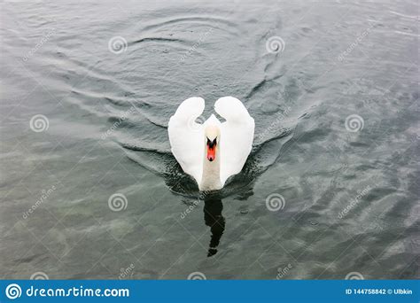 eenzame zwaan stock foto image  een wild mooi meer