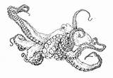 Octopus Coloring Pages Common Animal Drawings Buy Illustration sketch template