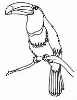 Toucan Coloring Bird Pages Printable Drawing Getcolorings Getdrawings sketch template