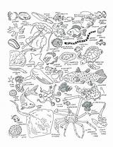 Coloring Sea Creatures Life Pages Deep Ocean Printable Drawing Marine Natural 塗り絵 生物 ぬりえ Museum History Animal Getdrawings Adults Bass sketch template