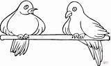 Palomas Duiven Piccioni Kleurplaat Arbol Stok Gołąbki Ptaki Druku Kolorowanki Drzewo Kleurplaten Twee Pigeon Siedzą Obrazek Dwa sketch template