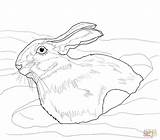 Hare Arctic Colorat Iepure Planse Iepuri Desene sketch template