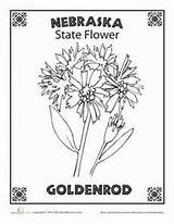 Nebraska Coloring Flower State Pages Goldenrod Yahoo Search Sheets Results Color Getdrawings Drawing sketch template