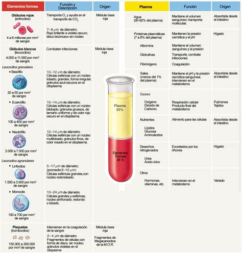 componentes de la sangre