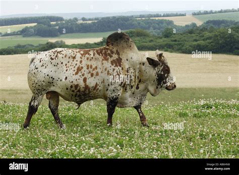 bos indicus cattle stock photo alamy