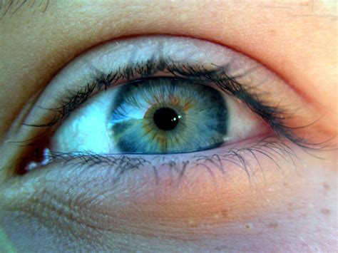 eye anatomy psychology wiki fandom powered by wikia