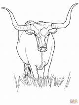 Longhorn Coloring Texas Cattle sketch template