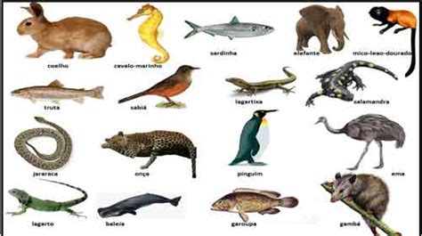 os animais vertebrados subfilo vertebrata planeta biologia