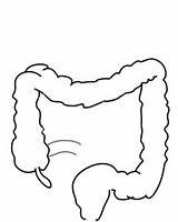Intestine Small Colon Clipart Large Clip Intestines Cliparts Vector Library Cartoon Clker Clipartmag sketch template