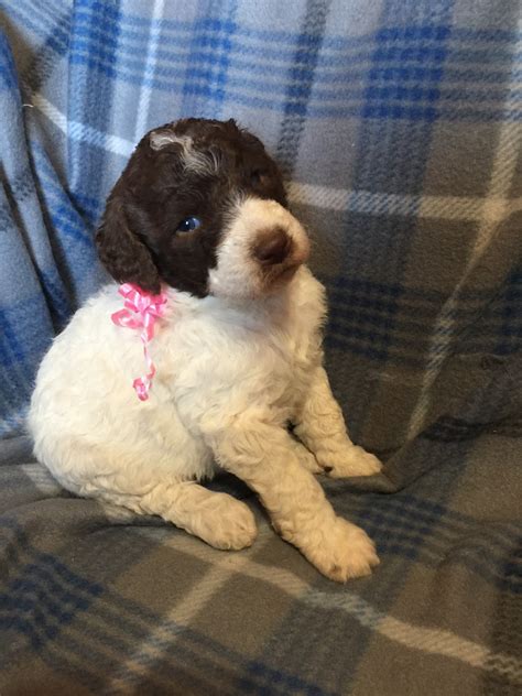 standard poodle puppies  sale chetek wi