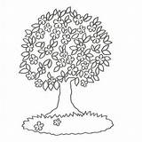 Algarrobo Almendro Flor Arbol Frondoso Adivinanza Imagui Blancas Fruto Nuestras árbol Adivina Buen Deleito Higuera Arboles Adivinanzas Adivinador Veces Primeras sketch template