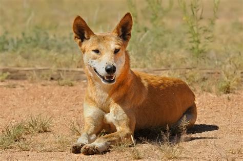 dingo dog animals lover