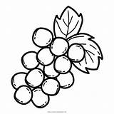 Coloring Grape Clipart Transparent Webstockreview Framing Festooning Contemporary sketch template