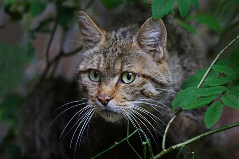 what do feral cats eat in the wild cat meme stock pictures and photos