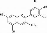 Colorings Anthocyanin Lipid Molecule Functional Acs sketch template