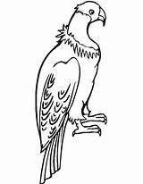 Condor Andean Colorat Desene Pasari Salbatice Planse Tudodesenhos Zdroj Pinu Animalstown Related sketch template