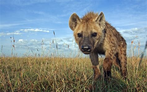 hyena hd wallpapers background images wallpaper abyss