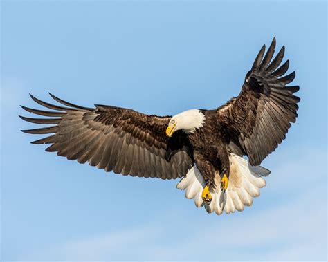flying bald eagle fish bald eagle    flight fishing