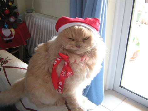 merry christmas cats photo  fanpop