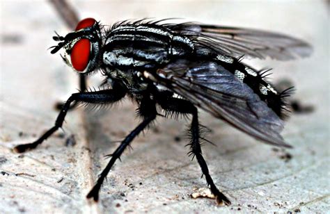 rueyada kara sinek goermek ne anlama gelir