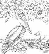 Pelicans Coloring Pages Adult Coloringbay sketch template