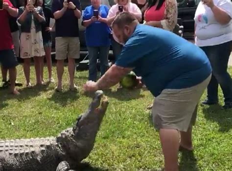 louisiana couple uses live 10 foot alligator for gender reveal party