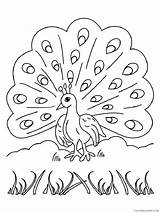 Coloring4free Coloring Pages Peacock Tail Adults Beautiful Printable sketch template
