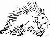 Porcupine Coloring Pages Clipart Squirrel Clip Porcupines Drawing Cartoon Printable Kids Cliparts Easy Cute Da Line Istrice Disegno Shamu Google sketch template