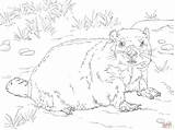 Groundhog Coloring Pages Realistic Groundhogs Ground Adult Printable Entitlementtrap Drawing Supercoloring Print Skip Main Sheets Squirrel sketch template
